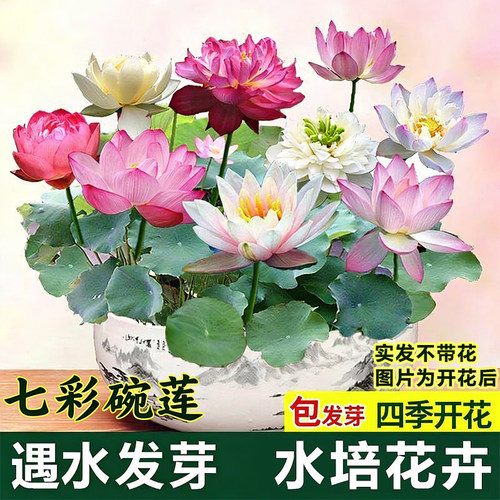 七彩碗莲已开口水培植物