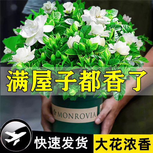 栀子花盆栽卉植物室内绿萝