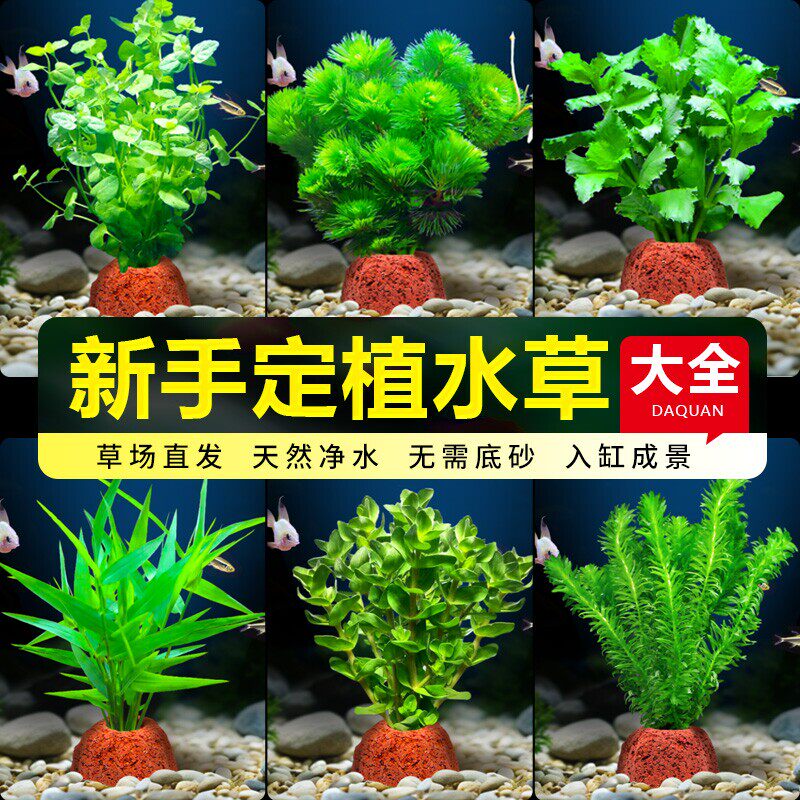 鱼缸火山石水草植物真草绿菊蜈蚣草水榕阴性新手水草造景净化水质