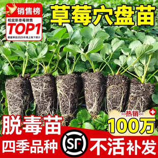 草莓苗秧四季结果盆栽种子穴盘苗奶油特大号优质批发玄玉红颜隋珠