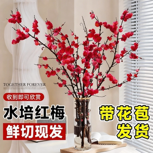 红梅干枝水培真花鲜枝雪柳带花苞腊梅鲜切花卉植物室内桃花枝客厅