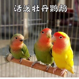 牡丹鹦鹉活鸟活物黄桃绿桃小鸟会学说活的宠物鸟家养成年繁殖