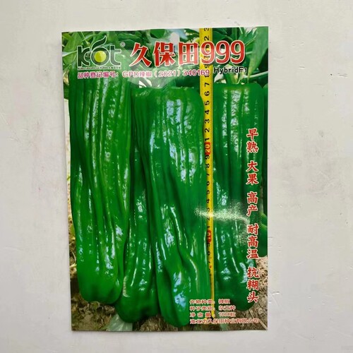 久保田999辣椒种子籽早熟长灯笼型中辣耐高温青红两用春秋播高产