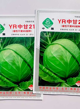 中蔬YR中甘21春甘蓝种子早熟包菜种籽椭圆形卷心菜种子耐裂蔬菜种