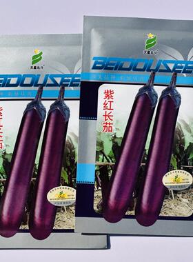 天星北斗紫红长茄种子中晚熟长茄果肉白色春秋播茄子种籽耐热抗病