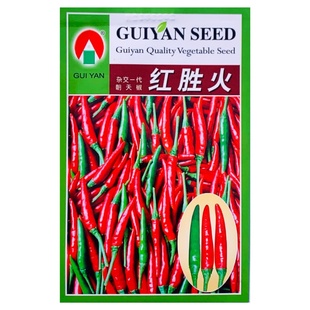 红胜火辣椒种子早熟杂交一代朝天椒种籽单生抗病辣味香浓春秋播种