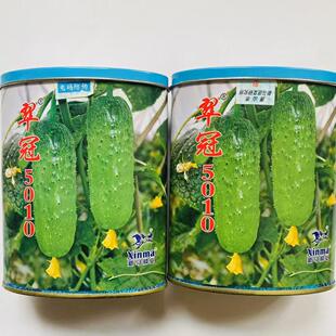神马翠冠5010脆黄瓜种子中早熟抗病短棒水果黄瓜种籽绿瓤春秋播种