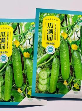 渤丰瓜满园强雌黄瓜种子杂交早熟抗病高产旱黄瓜种籽春秋季播种孑