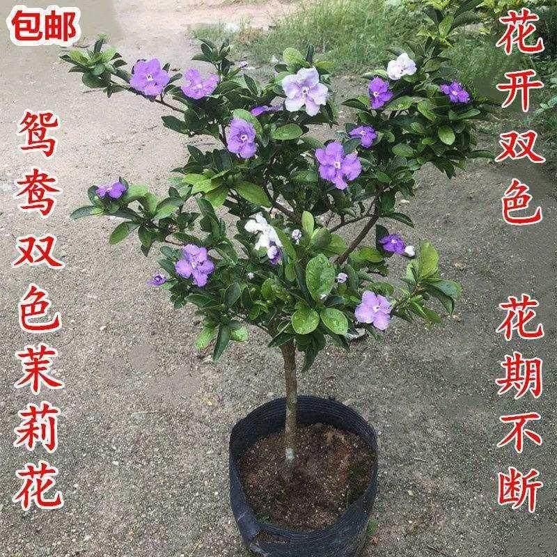 .鸳鸯双色茉莉花盆栽绿植变色茉莉虎头茉莉四季开花浓香带花苞