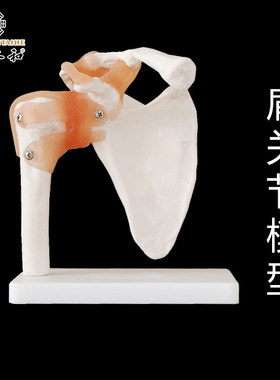 人体部位骨骼模型 手骨 颅骨 椎骨肩关节 腰椎模型 骨头 标本模型