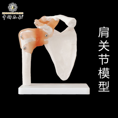 人体部位骨骼模型 手骨 颅骨 椎骨肩关节 腰椎模型 骨头 标本模型