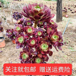 繁发九DFO种多肉植物法师繁殖苗头苗红覆伦速黑法师魔法新师手套