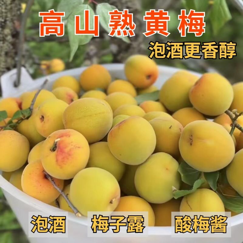 2026新鲜现摘黄梅云南高原野生熟黄梅泡酒酵素梅子酱专用青梅鲜果