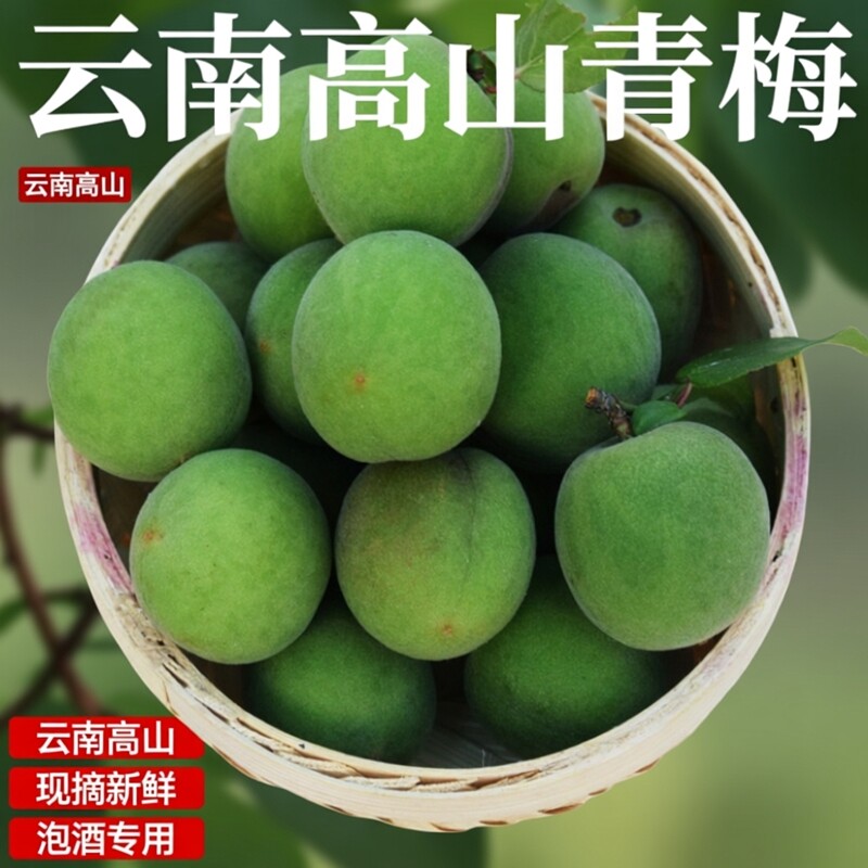 2026新鲜现摘云南青梅泡酒梅子酵素专用水果照水梅孕妇水果盐梅子
