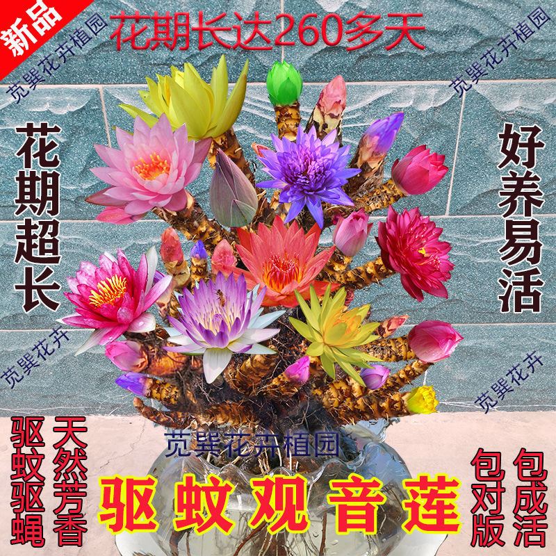 驱蚊驱蝇香花观音莲多肉七彩观音莲观音莲多肉植物
