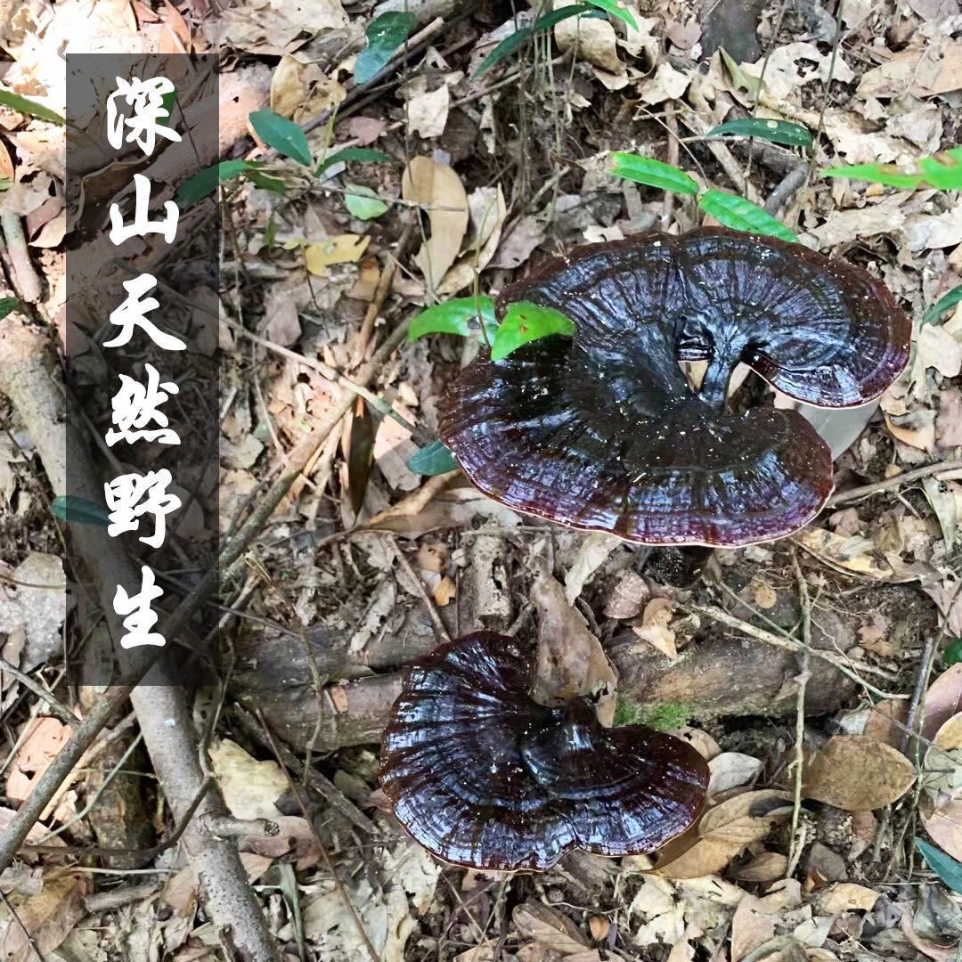 长白山纯野生灵芝一斤5-6个大