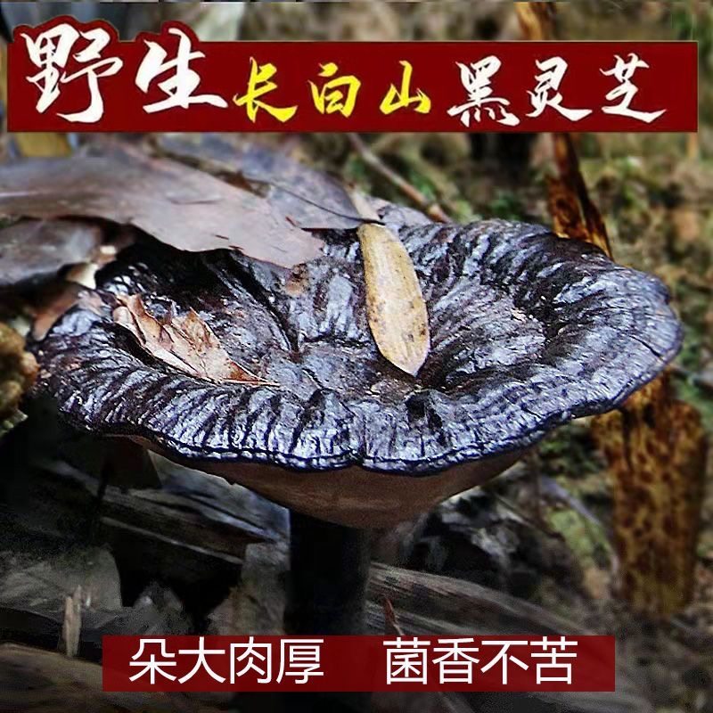 长白山野生灵芝一斤【免费试喝】