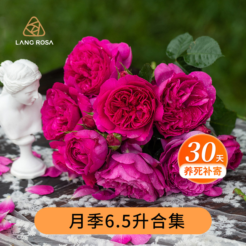 天狼6.5升月季玫瑰盆栽苗