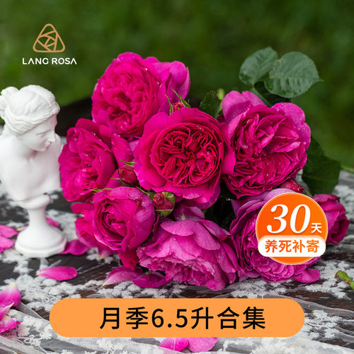 天狼6.5升月季玫瑰盆栽苗