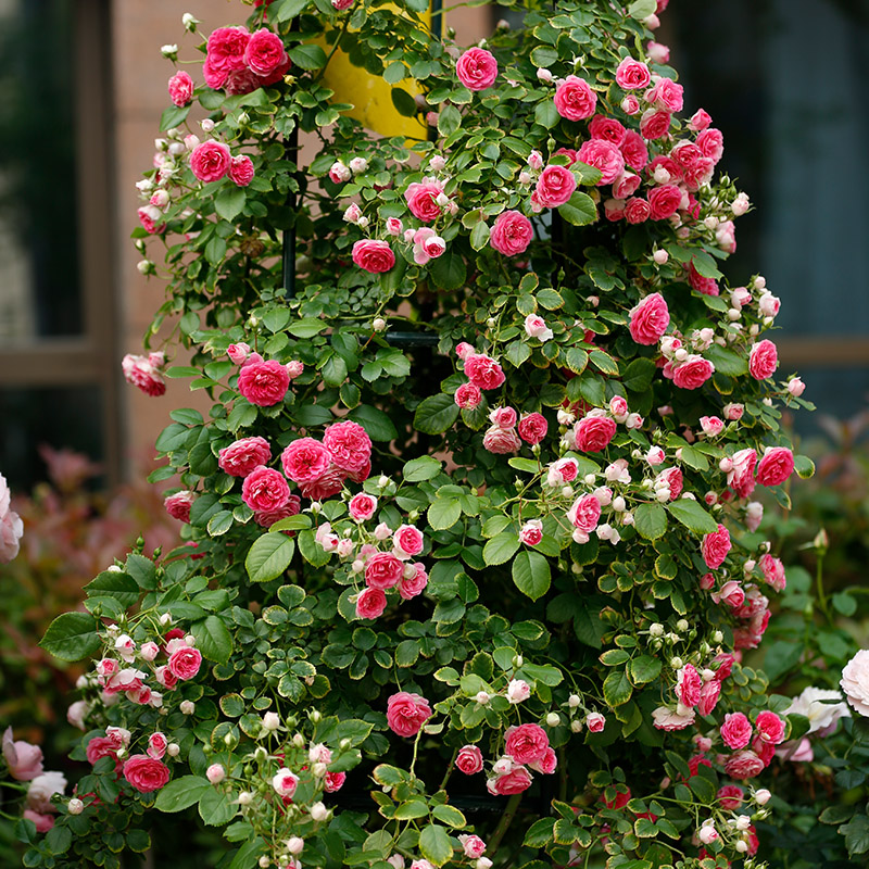 天狼鲜花胭脂扣藤本月季