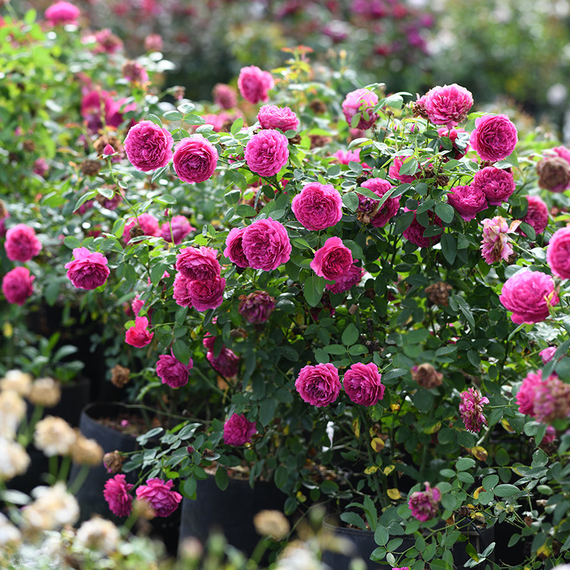 天狼鲜花庭院灌木盆栽地栽玫瑰图片