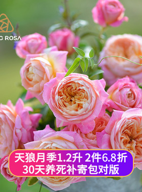 天狼月季非自育1.2L月季合集庭院阳台露台玫瑰月季玫瑰花卉盆栽