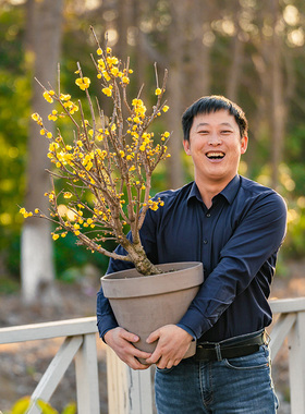 天狼腊梅裸根庭院花园盆栽地栽浓香耐寒景观观花易养易种植花卉
