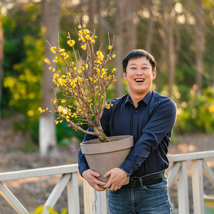 天狼腊梅裸根庭院花园盆栽地栽浓香耐寒景观观花易养易种植花卉