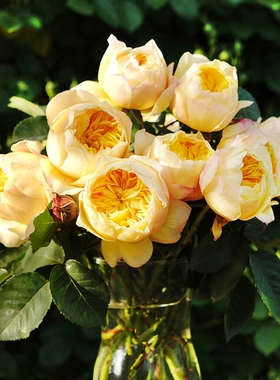 天狼月季雀啾国产自育月季玫瑰多季开淡香耐热杂交茶香月季