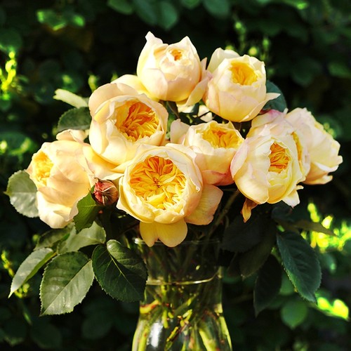 天狼月季国产自育淡香耐热灌木