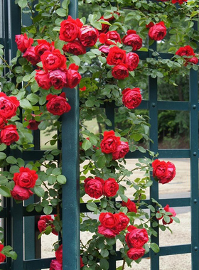 天狼月季弗洛伦蒂娜楼顶藤本盆栽新手推荐多头丰花可做拱门花墙