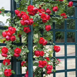 天狼月季弗洛伦蒂娜楼顶藤本盆栽新手推荐多头丰花可做拱门花墙