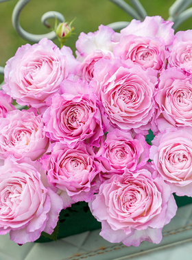 【新品·杏苑雪晴】天狼月季国产自育月季 多季浓香大花丰花灌木