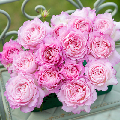 【杏苑雪晴】天狼月季国产自育月季 多季浓香大花丰花灌木