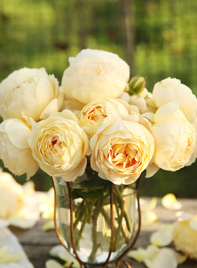 天狼月季歌笛国产自育月季玫瑰多季开花浓香耐热灌木型月季