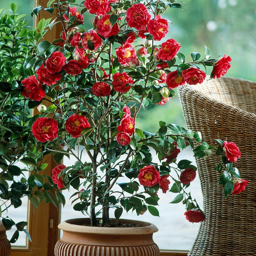 天狼山茶花盆栽苗庭院绿植