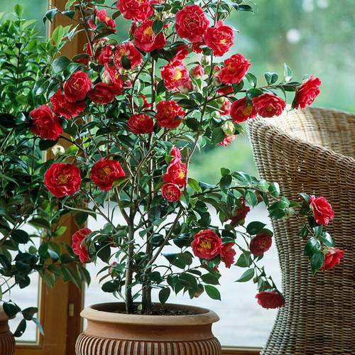 天狼山茶花盆栽苗庭院绿植