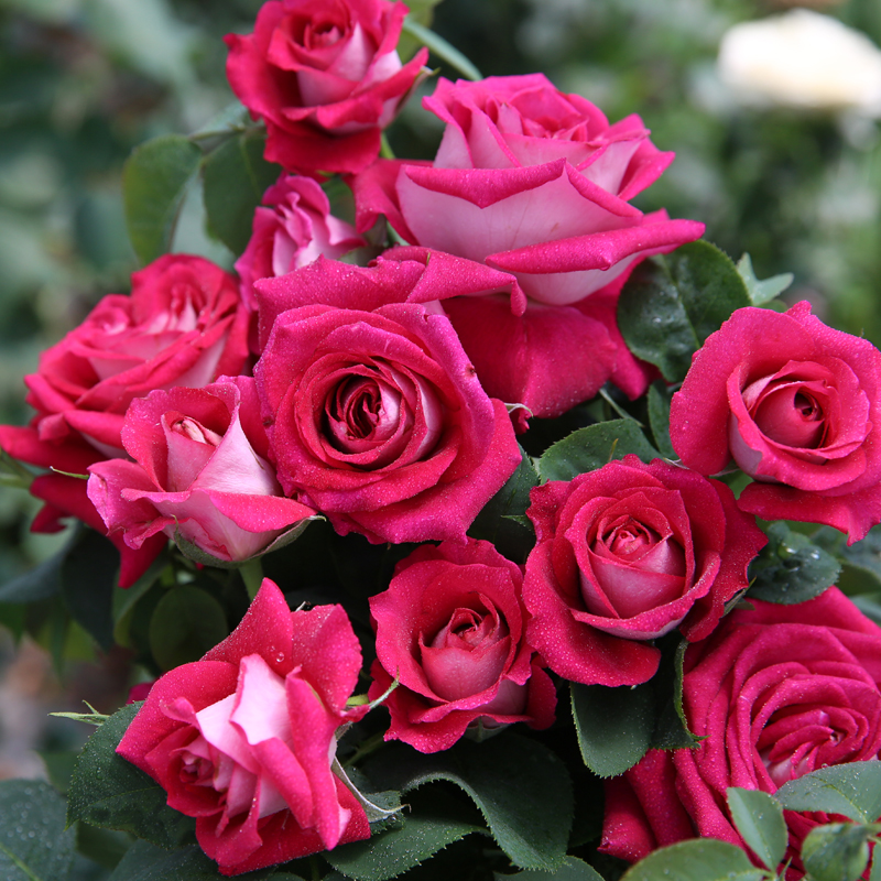 贝鲁奇庭院植物莫妮卡