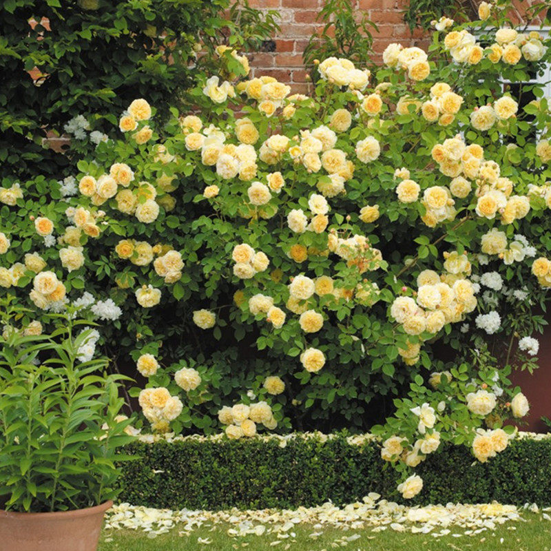 欢笑格鲁吉亚月季花苗奥斯汀藤本浓香多季勤花庭院花园地栽植物花