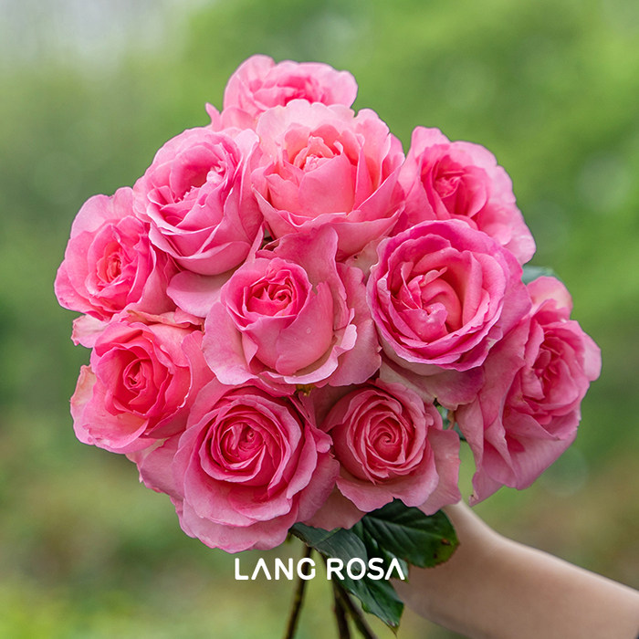 天狼月季冬季限定裸根苗庭院露台观赏性植物玫瑰