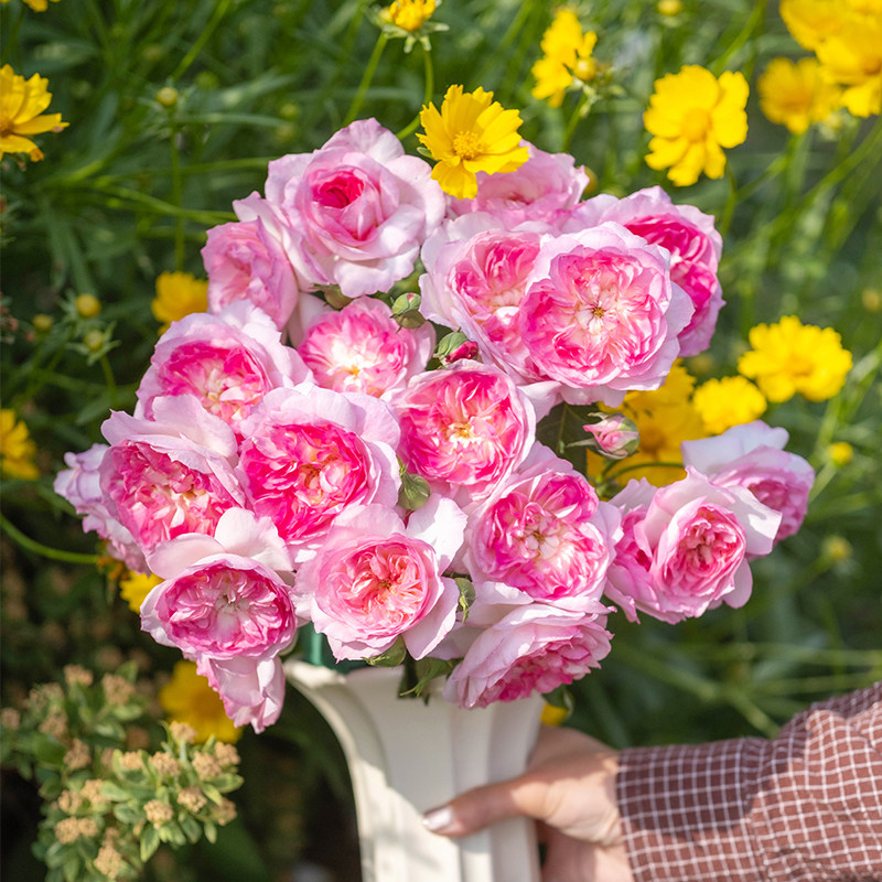 天狼月季知瑾国产自育庭院花园自育浓香丰花灌木易养观赏性盆栽,鲜花速递/花卉仿真/绿植园艺,月季/蔷薇/玫瑰,淘宝优惠券,粉丝福利购,淘宝优惠卷