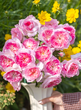 天狼月季知瑾国产自育庭院花园自育浓香丰花灌木易养观赏性盆栽