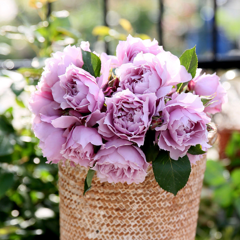 天狼月季幻紫开放阳台紧凑直立型盆栽新手推荐耐热暑系列观花绿植,鲜花速递/花卉仿真/绿植园艺,月季/蔷薇/玫瑰,淘宝优惠券,粉丝福利购,淘宝优惠卷
