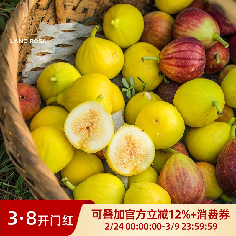 天狼无花果阳台庭院家庭四季种植可食用易养果树绿植盆栽地栽
