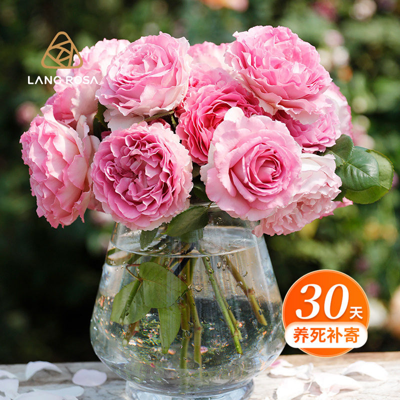 天狼月季粉色系列中苗阳台庭院多季开花植物玫瑰月季花卉苗,鲜花速递/花卉仿真/绿植园艺,月季/蔷薇/玫瑰,淘宝优惠券,粉丝福利购,淘宝优惠卷
