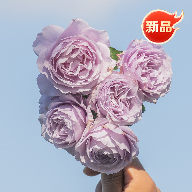 天狼月季自育新品澄空庭院灌木自育浓香观赏性盆栽花卉苗