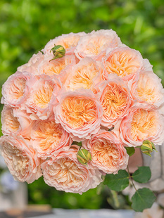 天狼月季阳台庭院植物观赏花卉盆栽多季开花藤本灌木幻紫星尘鹅黄