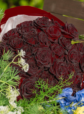 天狼月季黑巴克开放阳台灌木盆栽新手推荐花店暗红色玫瑰高贵神秘