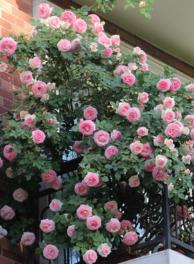 天狼月季龙沙宝石庭院露台爬藤攀援勤花粉色藤本月季盆栽
