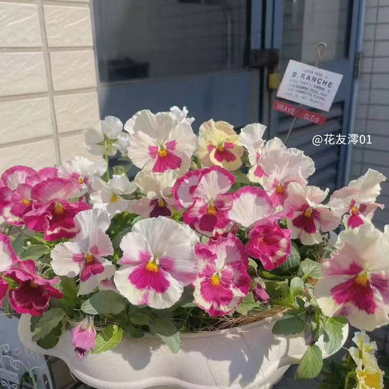 天狼角堇花苗盆栽易爆盆耐寒易养新手阳台庭院冬春花卉植物,鲜花速递/花卉仿真/绿植园艺,时令草本花卉,淘宝优惠券,粉丝福利购,淘宝优惠卷